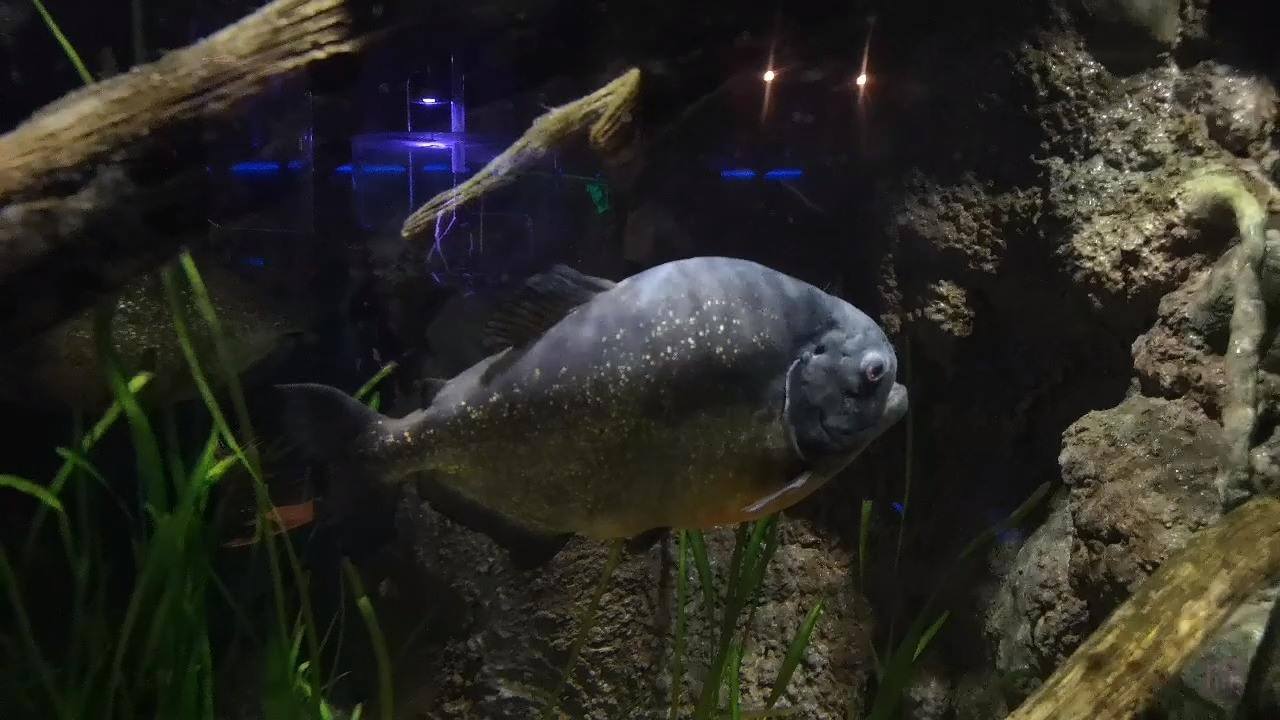 The Deep 2019 - Beavers and Cubs